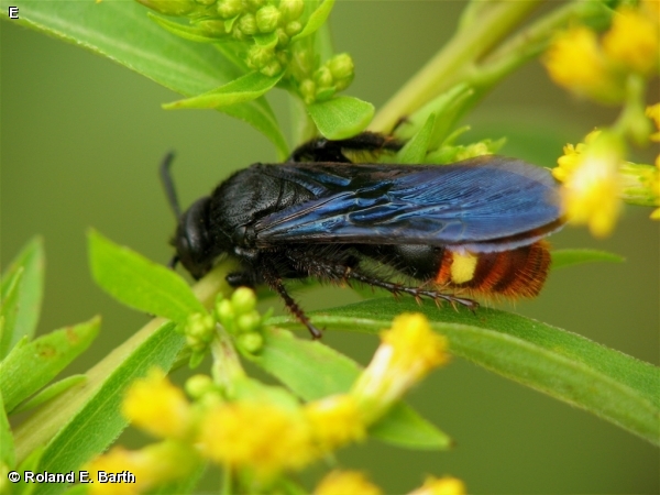Scolia dubia 