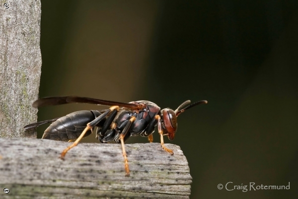 Polistes metricus 