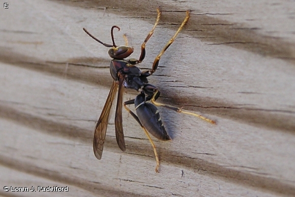 Male Polistes metricus
