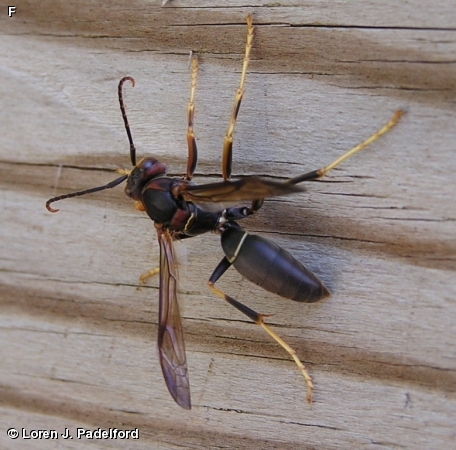 Male 