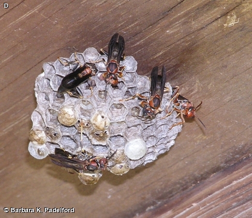 Polistes metricus Nest in Kiosk