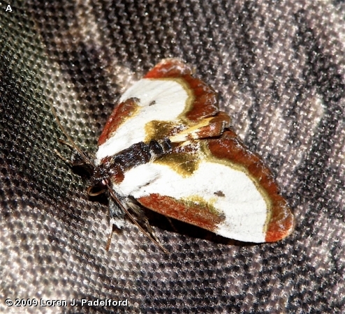 Beautiful Wood-nymph