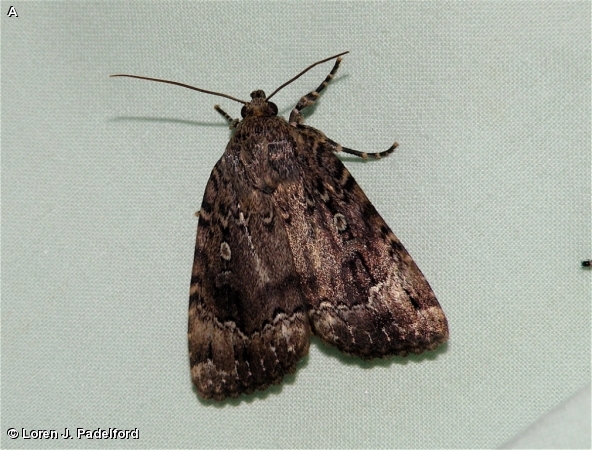 COPPER UNDERWING / Amphipyra pyramidoides