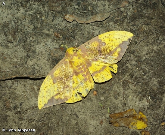 IMPERIAL MOTH / Eacles imperialis