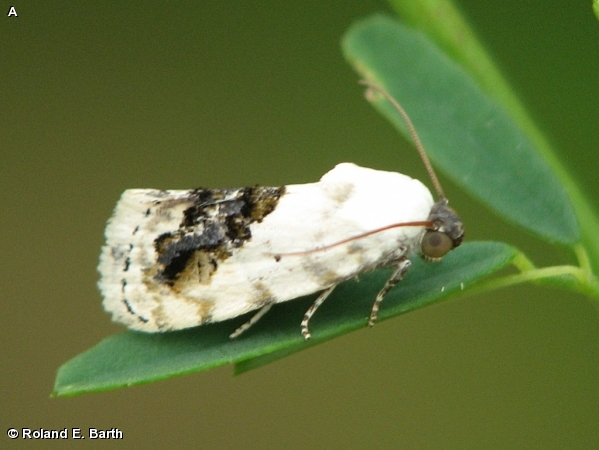 SMALL BIRD DROPPING MOTH / Tarachidia erastrioides