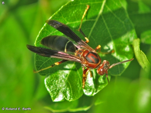 Female Polistes metricus  