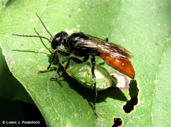 Female Astata sp. with Stink Bug Prey
