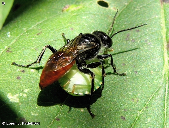 Female Astata sp. with Stink Bug Prey