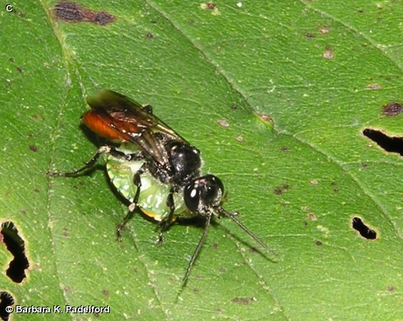 Female Astata sp. with Stink Bug Prey  