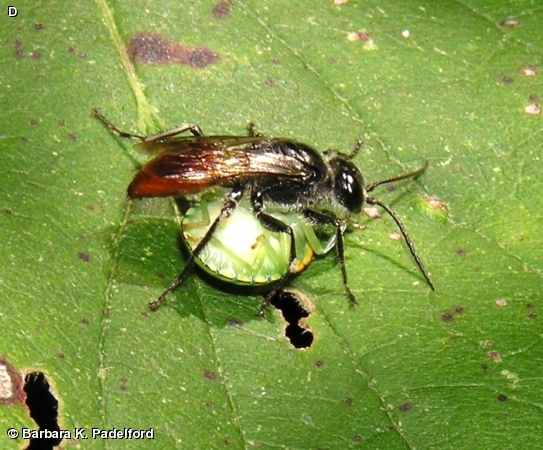 Female Astata sp. with Stink Bug Prey  