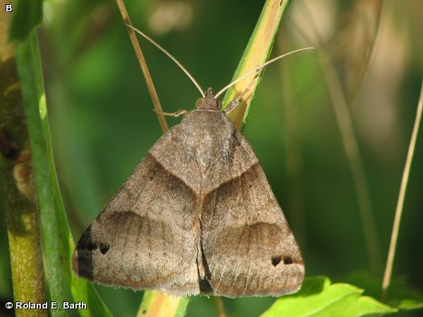 FORAGE LOOPER / Caenurgina erechtea