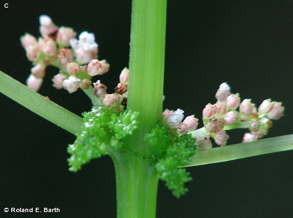 CLEARWEED / Pilea pumila