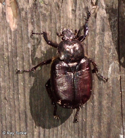 Russian  leather  beetle