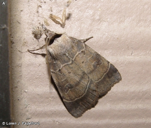 PALE-BANDED DART / Agnorisma badinodis