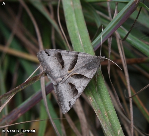 FORAGE LOOPER / Caenurgina erechtea