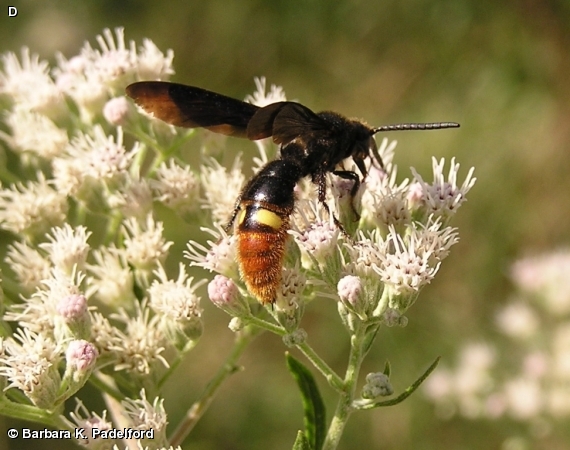 Scolia dubia 
