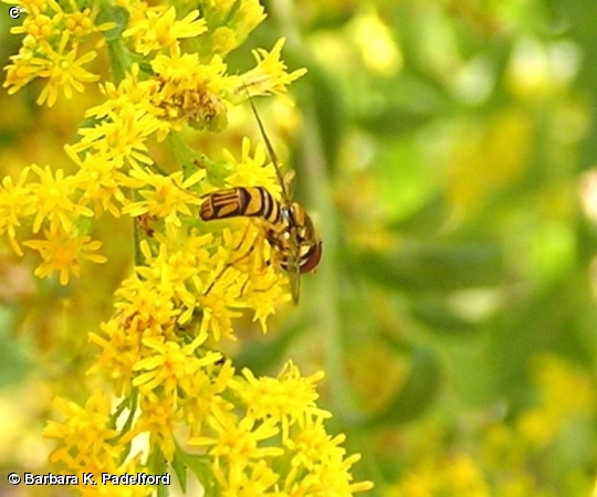 Allograpta obliqua on Goldenrod 