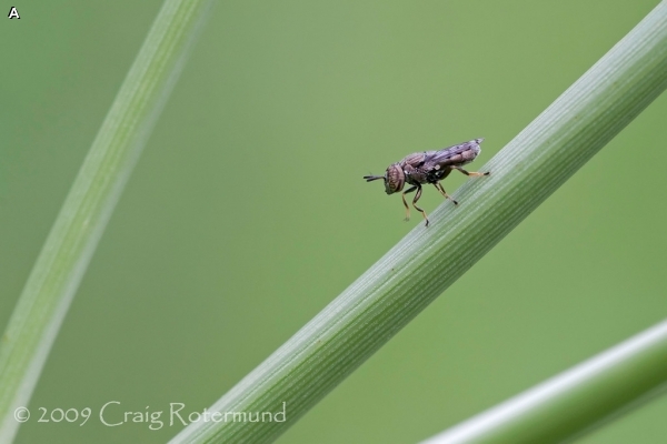 Male Orthonevra Fly