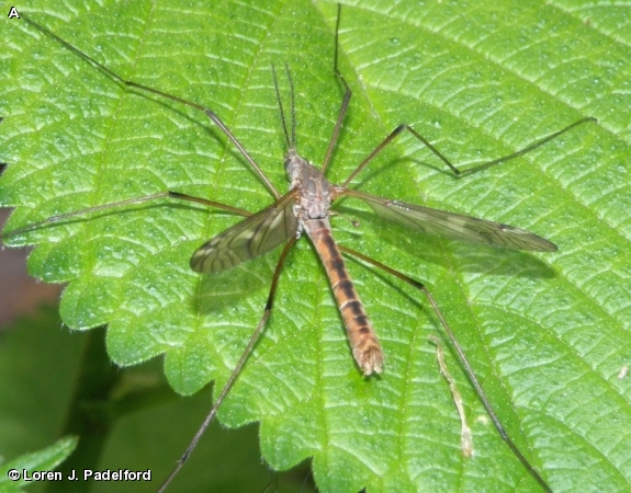 Male Tipula dorsimacula