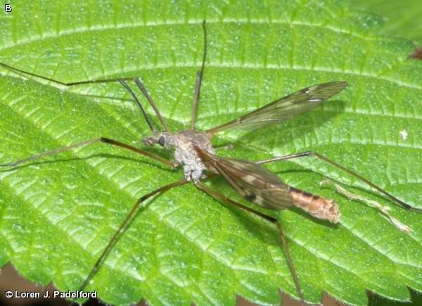 Male Tipula dorsimacula