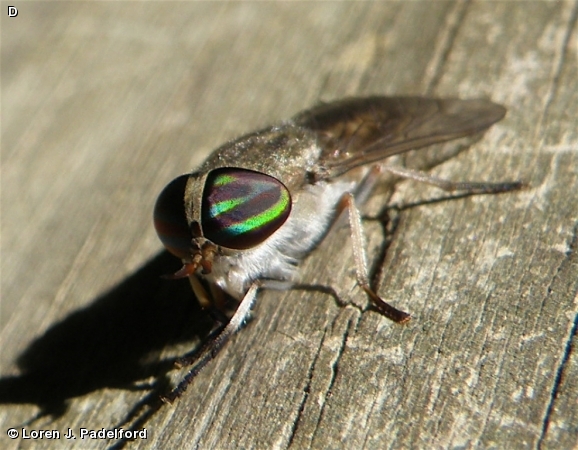 Female Tabanus subsimilis