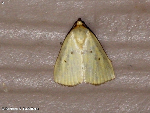 Black-bordered Lemon Moth