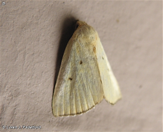 Black-bordered Lemon Moth