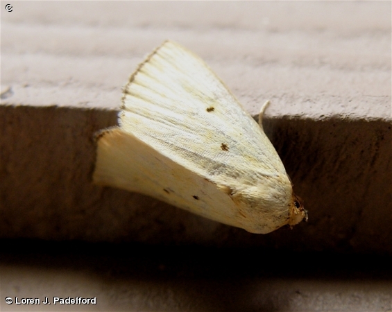 Black-bordered Lemon Moth