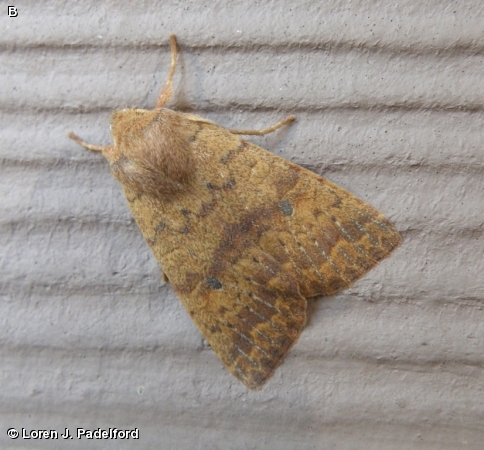 Bicolored Sallow