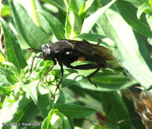 Mydas clavatus