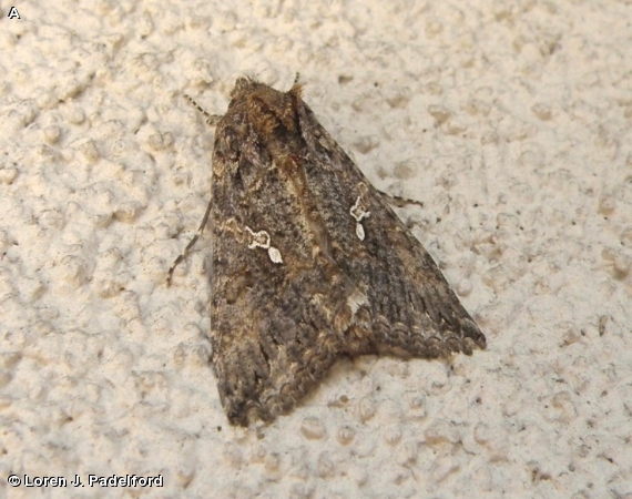 Cabbage Looper Moth