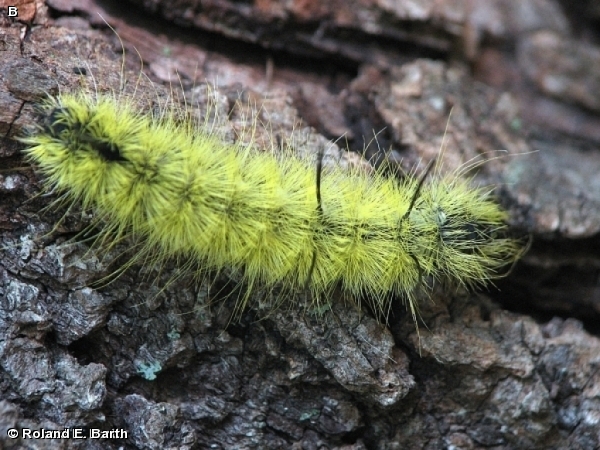 American Dagger Moth Caterpillar