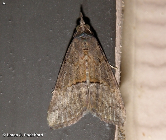 Green Cloverworm Moth