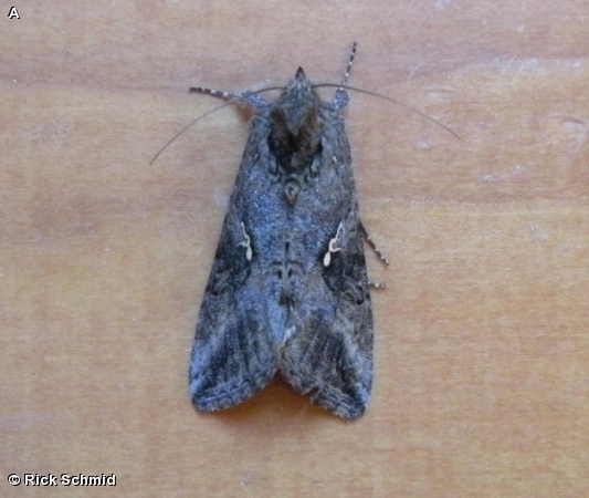 Gray Looper Moth 