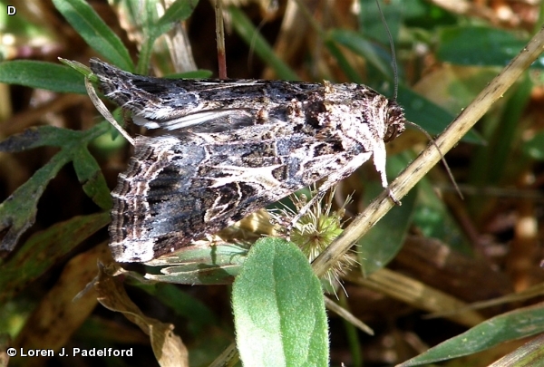 Yellow-striped Armyworm Moth