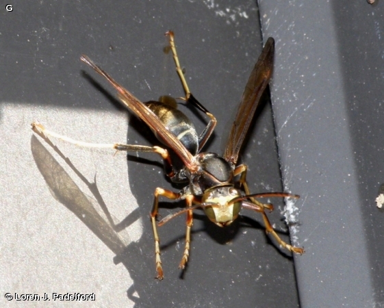 Male Polistes metricus