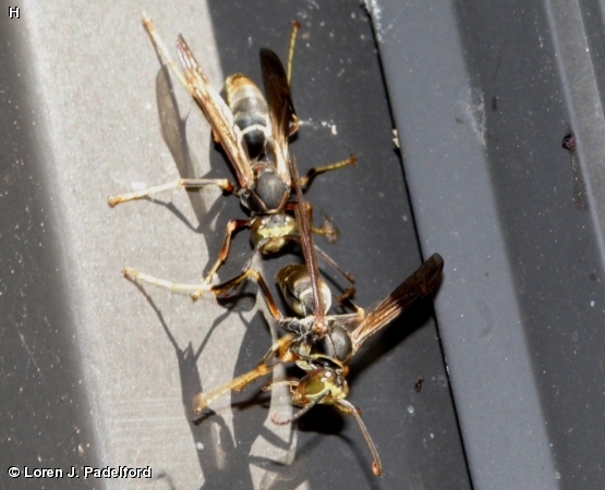 Males