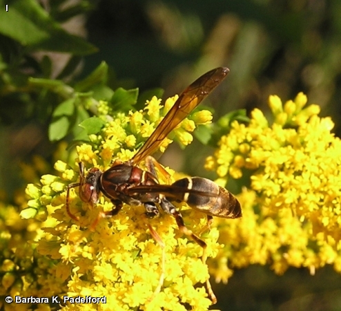 Polistes metricus 