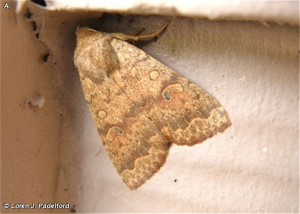 Bicolored Sallow