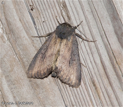 Iris Borer Moth