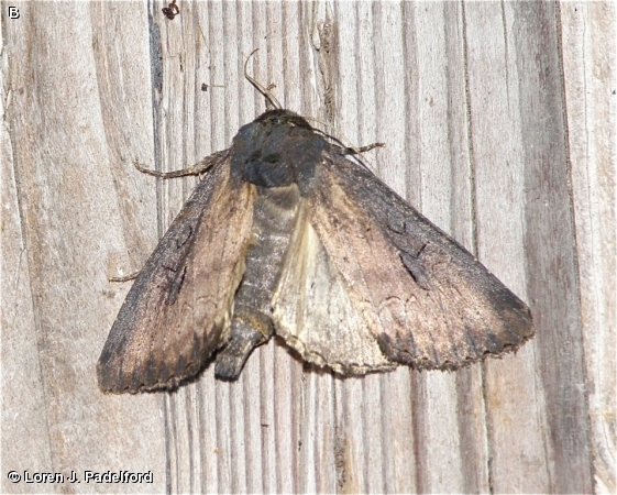 Iris Borer Moth