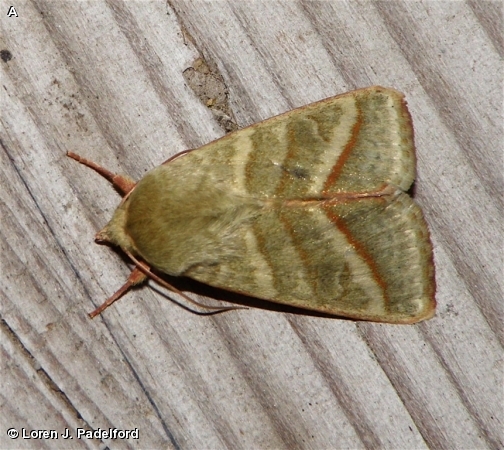 Tobacco Budworm Moth