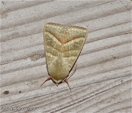 Tobacco Budworm Moth