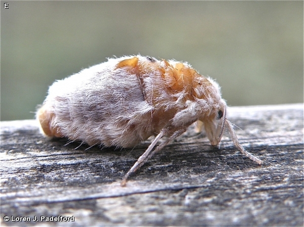 Female White-marked Tussock Moth