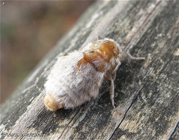 Female White-marked Tussock Moth