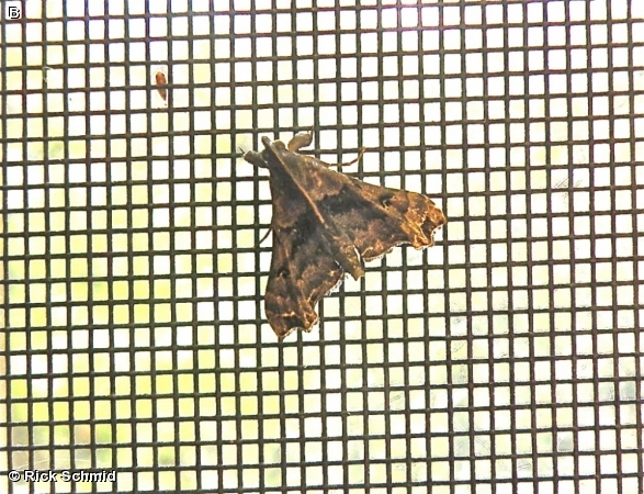 Faint-spotted Palthis