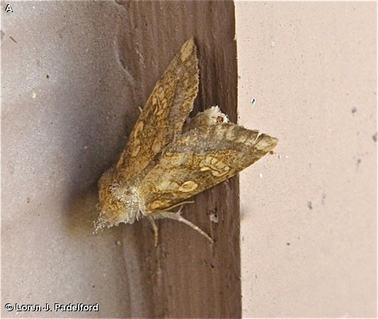 Burdock Borer