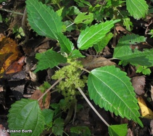 Clearweed
