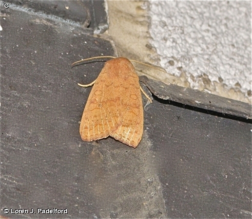 Bicolored Sallow