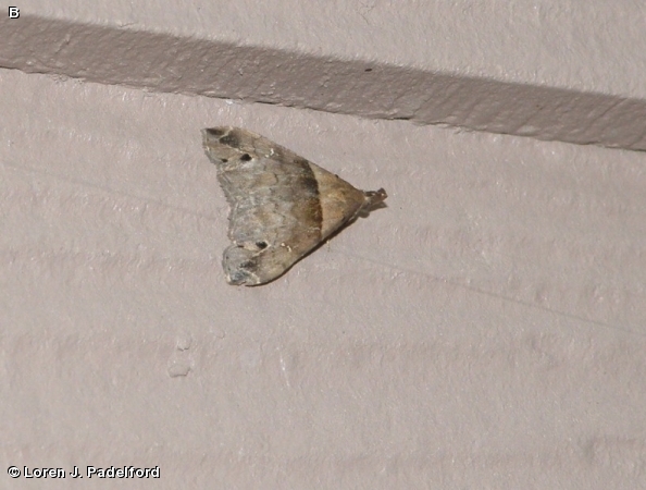 Male Ambiguous Moth
